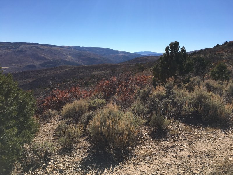 View west from upper portion of Burnt Tree Ridge.