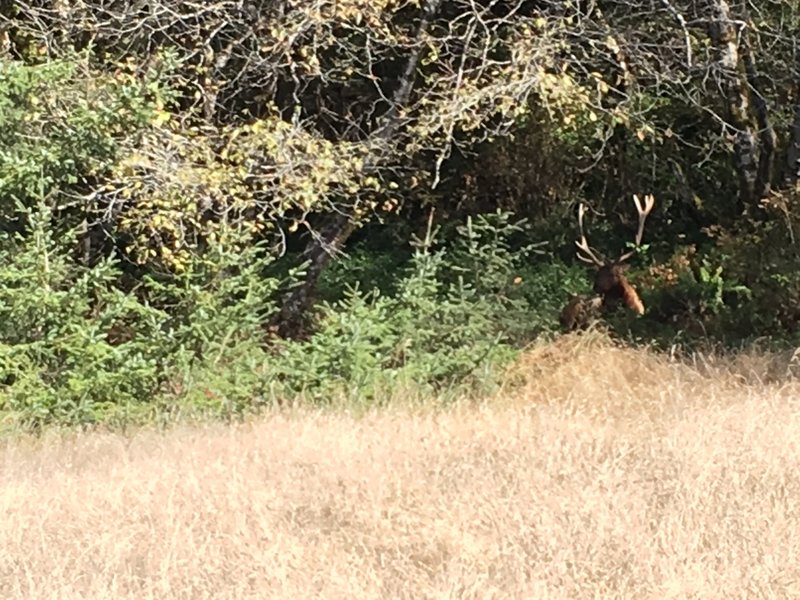 This giant bull elk, owning the trail. We had to walk out into the meadow to get around him and his herd.