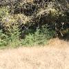 This giant bull elk, owning the trail. We had to walk out into the meadow to get around him and his herd.