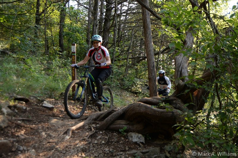 Riders pass by an iconic gnarled cedar on a high section of the trail.