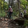 Riders pass by an iconic gnarled cedar on a high section of the trail.