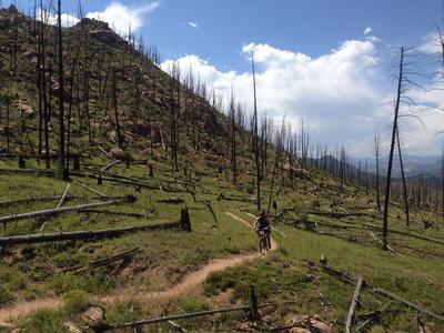 Burned over section of Nice Kitty is recovering.