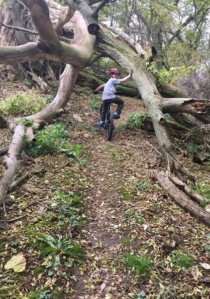 Log bridge ride under!