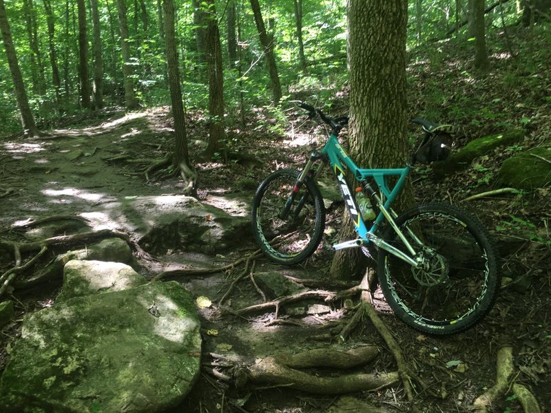 This can be a challenging trail in places, with large roots, lots of rocks and steep climbs. It can be wet too.