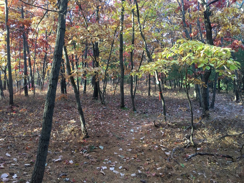 A winding route through the forest here.