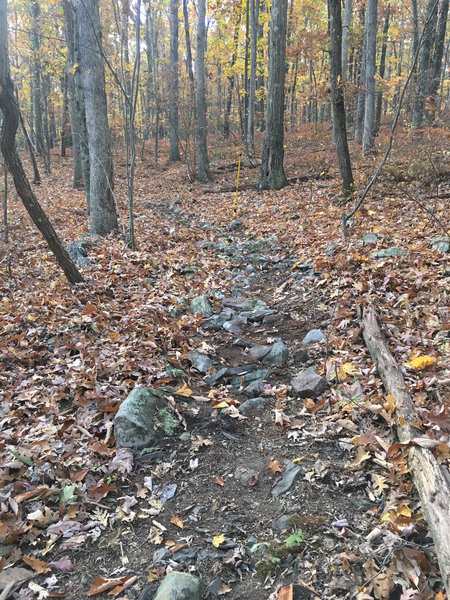 Some rocky sections make this trail a bit of a challenge.