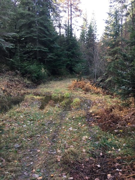 Permanent pond in the trail. Pass on the right.