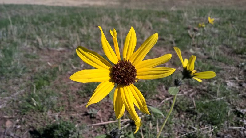 Trail flowers in the fall.