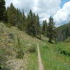 The south end of Tank Seven Creek Trail has a few smooth sections. This is one of them, near the Colorado Trail.