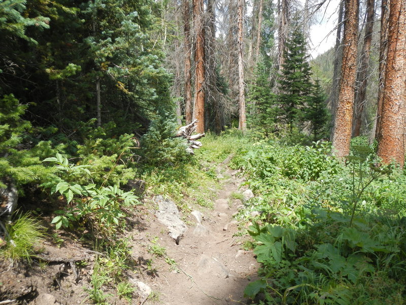 Most of Tank Seven Trail's south end is like this. It's technically harder than it looks in the picture.