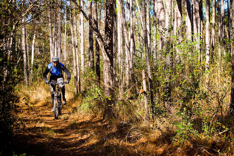 Riding through big open forests on the Bethel trails.