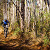 Riding through big open forests on the Bethel trails.