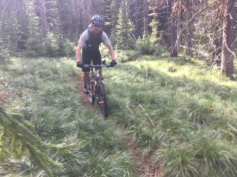 Mellow cruising through the bear grass.