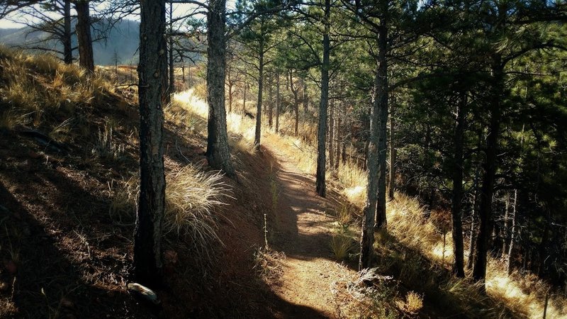 The trails of Blodgett Open Space wind between scrub oak and pines.