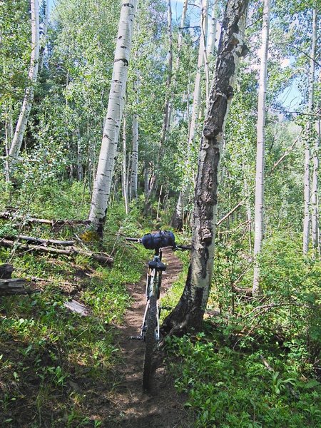 Upper reaches of Chicken Creek.