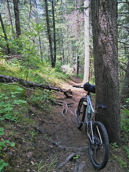 The east side of the valley is steep and rooty.