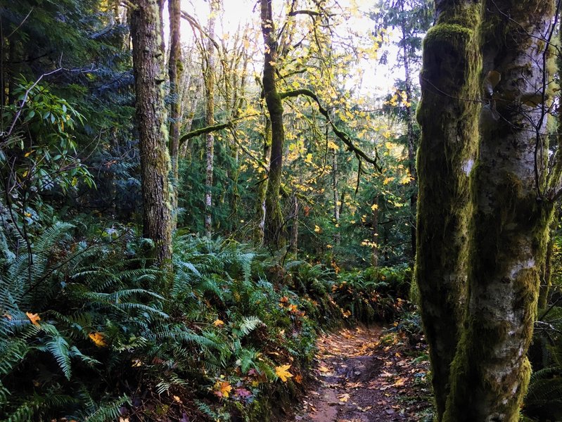 A touch of fall on the Wildcat Trail, Green Mountain State Forest.