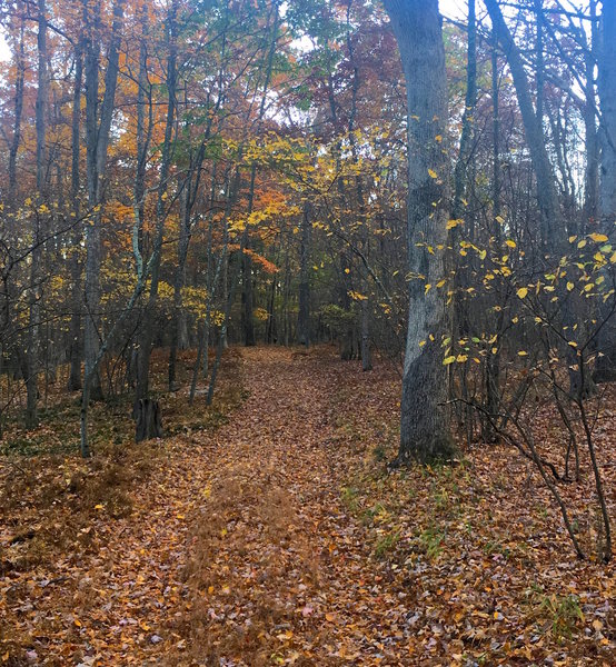 Old doubletrack through the forest that is now a beautiful, quiet mtb ride.