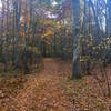 Old doubletrack through the forest that is now a beautiful, quiet mtb ride.