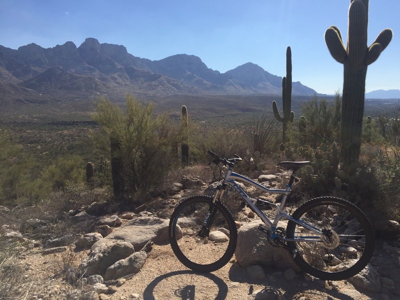 Exploring the 50-Year Trail north of Catalina State Park, in Tucson.