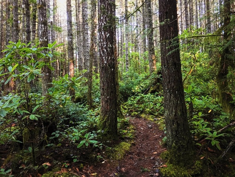 Beautiful singletrack and lush forests envelop the Beaver Pond Trail.