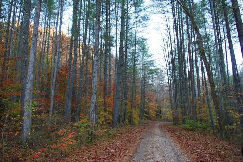 Fall foliage along Spaas Creek Road.