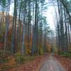 Fall foliage along Spaas Creek Road.