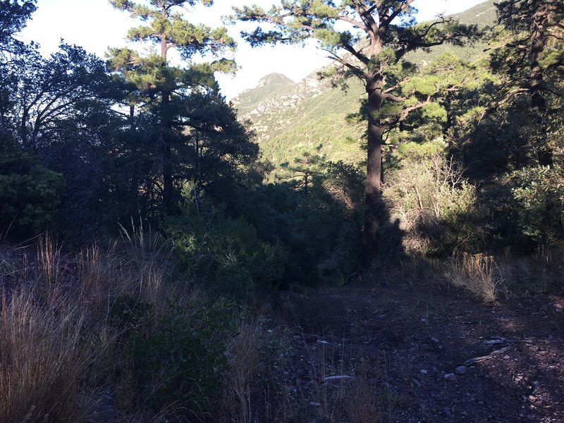 Huachuca Canyon Trail