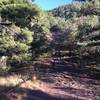 Huachuca Canyon Fire Break