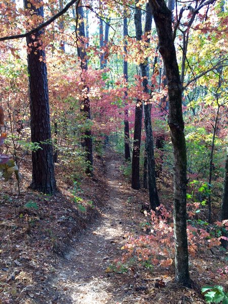 No political BS to be heard. Fall is here! Beautiful! I park in the lot for big rock and take the right hand turn onto the trail that says To Tower (it only says tower). More eventful! The other way says to tower and big rock. Still nice though. Just rides better the other way!