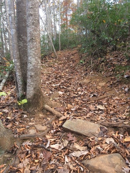 Difficult root climb on Wilkin's Way in Walnut Creek Park