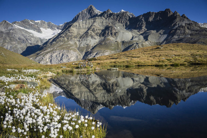 Fall wildflowers in the shadow of the Matterhorn.