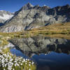 Fall wildflowers in the shadow of the Matterhorn.