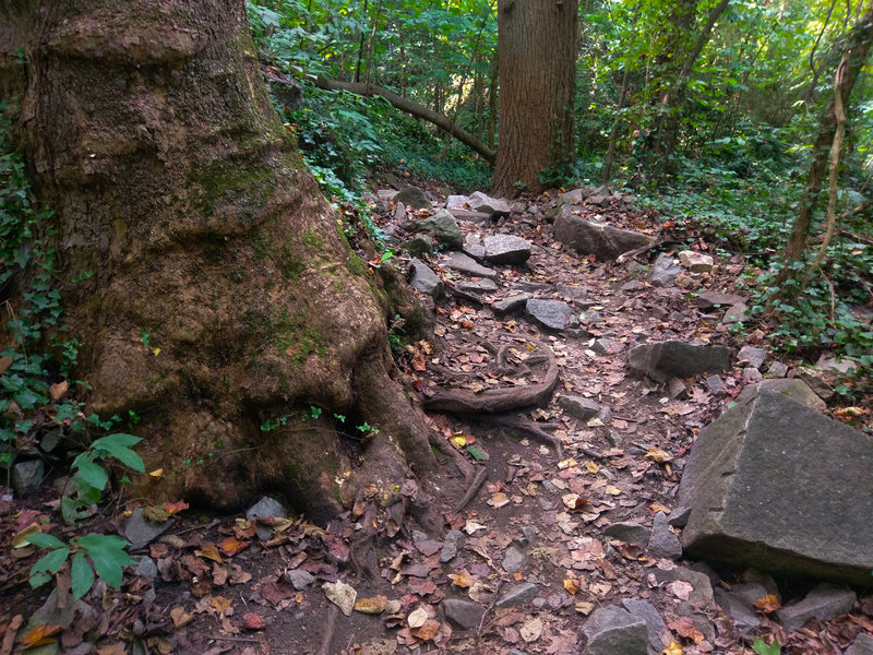 Rocks at the bottom of Heart Attack Hill.