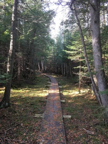 Wood plank bridges elevate a portion of the trail to keep off mossy undergrowth. Makes for a fun, scenic ride!