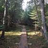 Wood plank bridges elevate a portion of the trail to keep off mossy undergrowth. Makes for a fun, scenic ride!