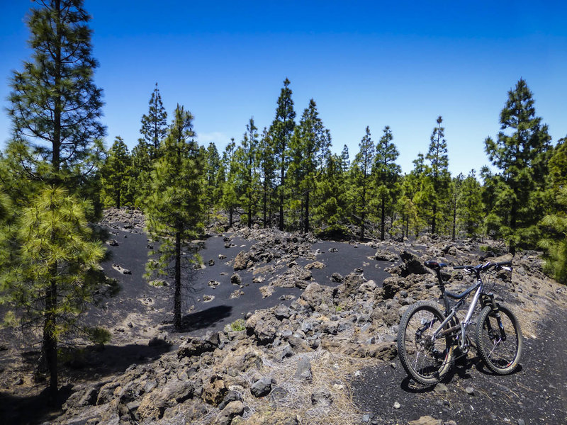 Pine trees growing from the crushed lava rock from the 1706 eruption of Mt Teide.