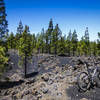 Pine trees growing from the crushed lava rock from the 1706 eruption of Mt Teide.