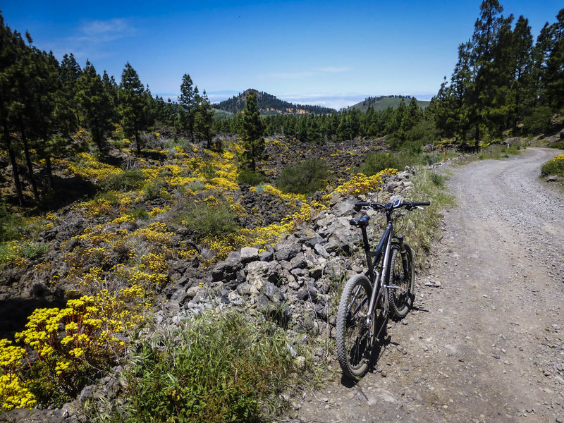 Spring wildflowers in the Montañas Negras.