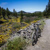 Spring wildflowers in the Montañas Negras.