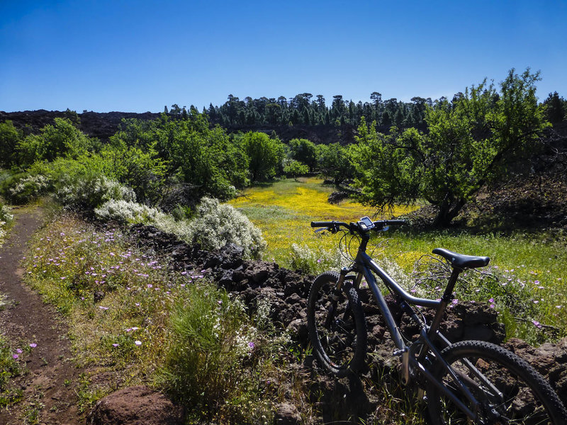 Wildflowers and sweet singletrack in the Montañas Negras.