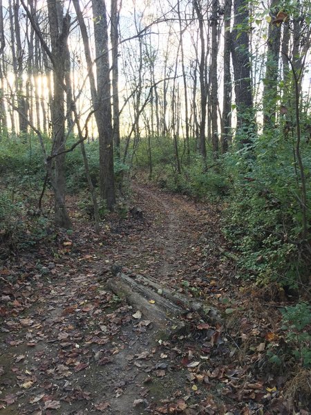 A small log roll in Capitol View Park