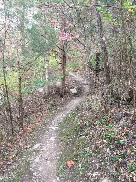 Capitol View Park is filled with roots, rocks and incline.