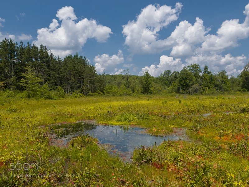 Cranesville Bog: The frost pocket swamp in Cranesville Maryland West Virginia border.