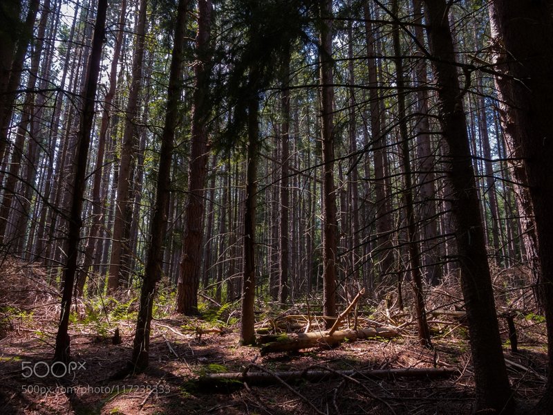 Kung-Fu Forest: The Cranseville Swamp, planted forest.