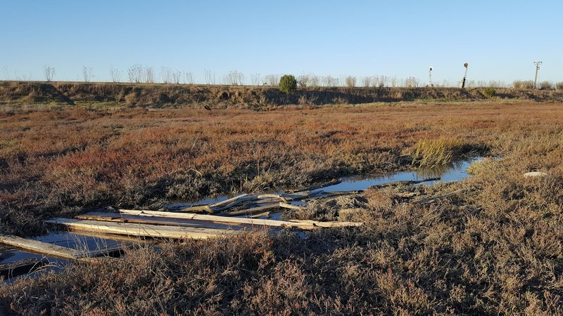 Wetlands area in Ravenswood Open Space.