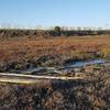 Wetlands area in Ravenswood Open Space.