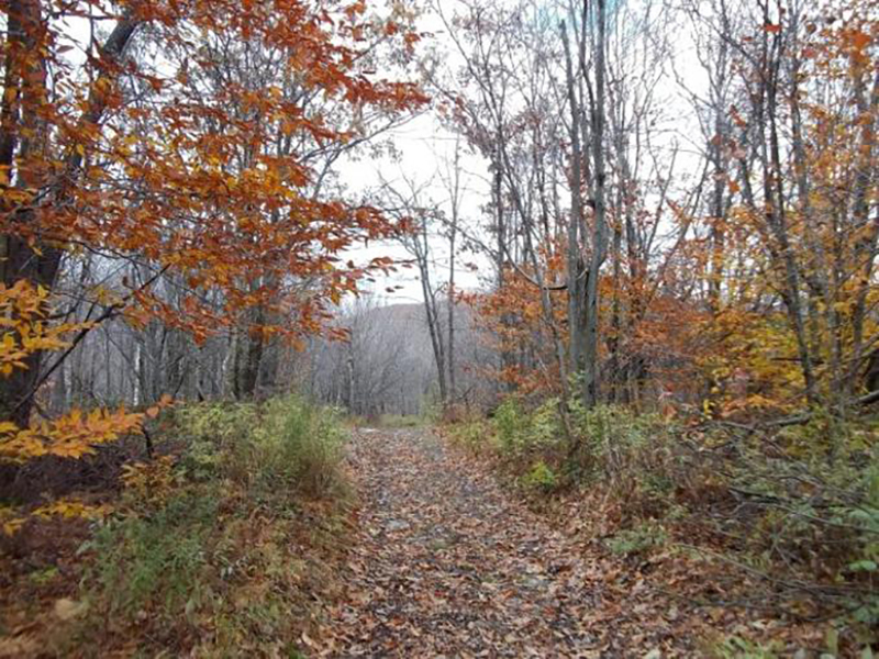 Views towards the north on the Taconic Skyline trail.