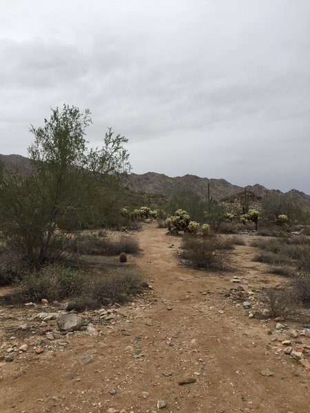 Looking back down the trail from the Ironwood trail.