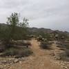 Looking back down the trail from the Ironwood trail.